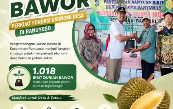 Pengembangan Durian Bawor Perkuat Fondasi Ekonomi Desa di Ranuyoso