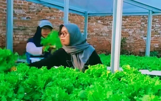 Inovasi Hidroponik BUMDes Seger Jaya Desa BRILian Ambulu