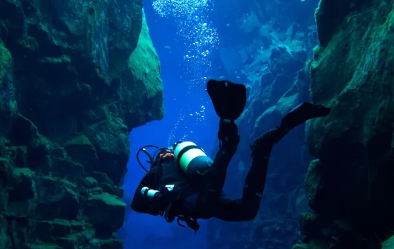 Turis di Okinawa Ikut Bantu Lacak Hiu Langka yang Terancam Punah