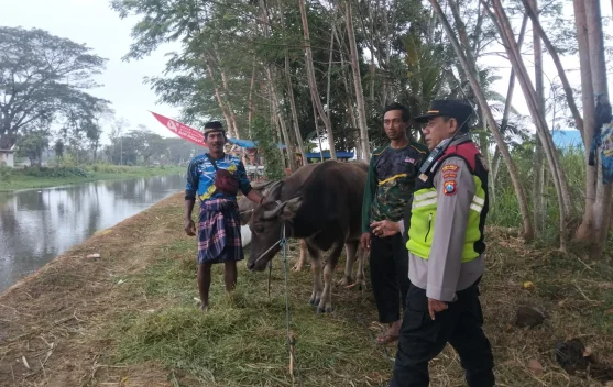 Lomba Balap Kerbau Sambut Musim Tanam di Jatiroto Lumajang