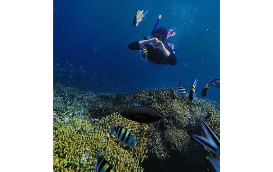 Snorkeling Jadi Cara Mudah Menikmati Keindahan Bawah Laut Menjangan