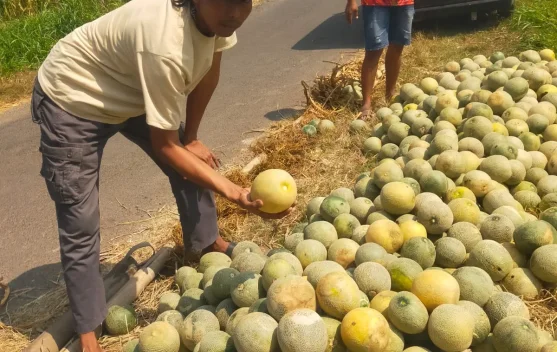 MBG Kembali Aktif, Harga Buah dan Sayuran Merangkak Naik