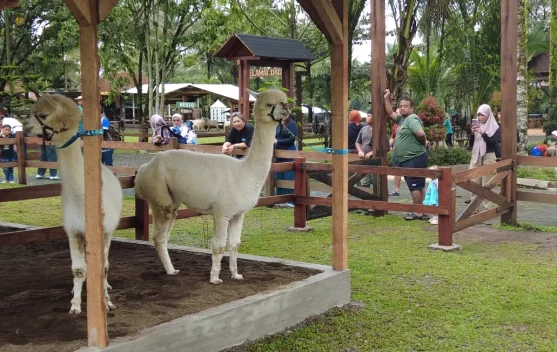 Menengok Ijen Farmhouse, Wisata Edukasi Keluarga Bernuansa Eropa