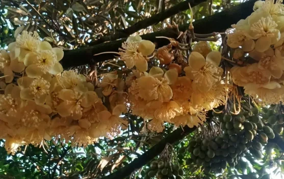 Aroma Bunga Durian Sukoreno Pemicu Semangat Petani