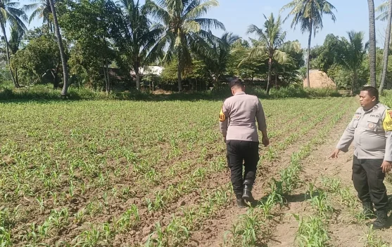 Polsek Klabang Tanam Jagung di Sumbersuko, Dukung Ketahanan Pangan Nasional