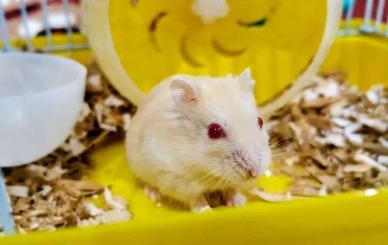 Hamster Jadi Hewan Peliharaan yang Disukai Anak-anak