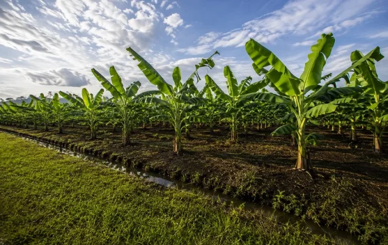 Lumajang Targetkan Pengembangan Pisang Cavendish hingga 300 Hektare