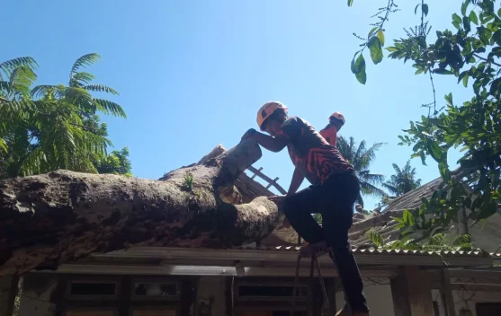 Angin Kencang Tumbangkan Pohon, Dua Rumah Warga Grujugan Rusak Ringan
