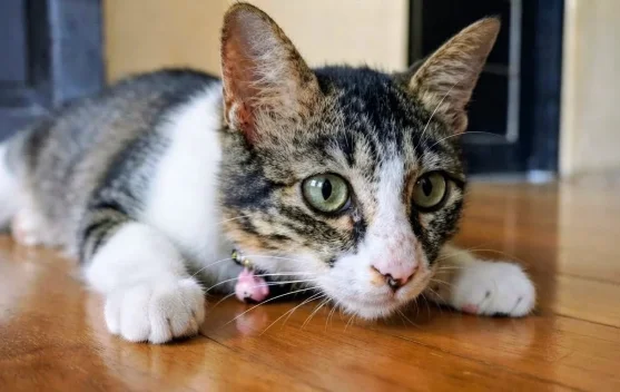 Kucing, Hewan Mungil yang Jadi Teman di Rumah