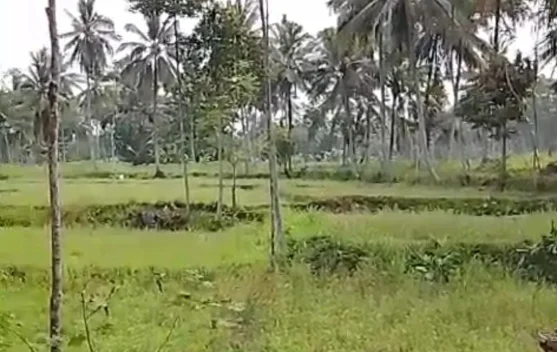 Petani Candipuro Lumajang Kesulitan Tanam Padi akibat Irigasi Mengering ...