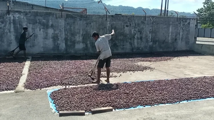 Udin Pala Dorong Petani Tingkatkan Mutu Hasil Pala