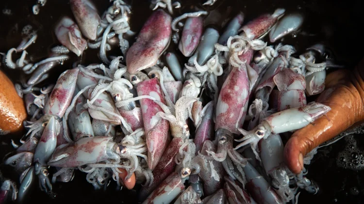 Kenali Perbedaan Sotong dan Cumi-cumi?