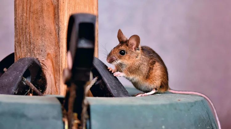 Cara Membasmi Tikus Rumah dengan Bahan Alami