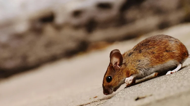 Ancaman di Balik Hama Tikus bagi Manusia