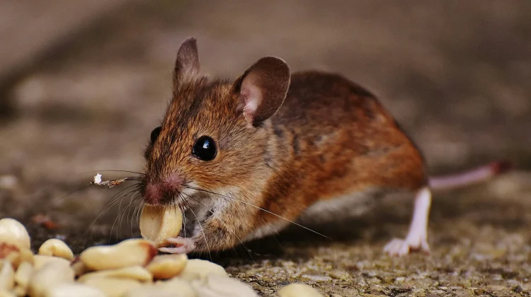 Apakah Makanan yang Digigit Tikus Masih Bisa Dimakan