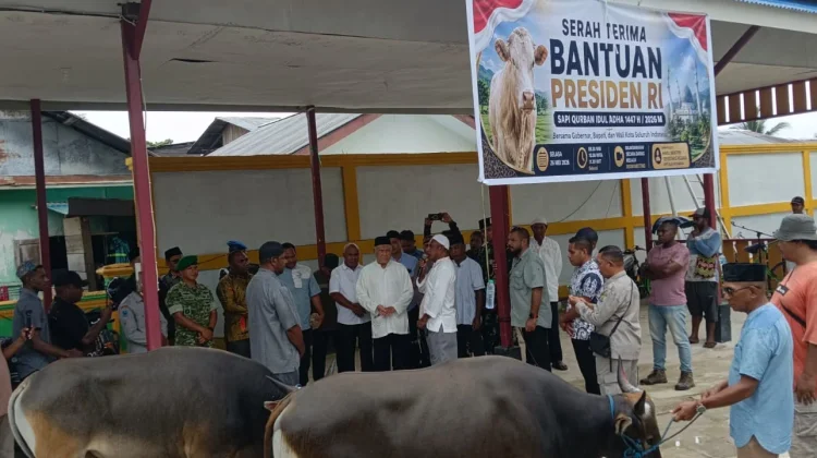 Dua Masjid Kaimana Terima Sapi Kurban Presiden Prabowo