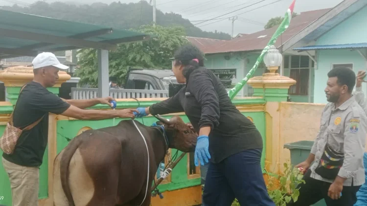 Tiga Puluh Lima Hewan Kurban, Sehat dan layak dikonsumsi