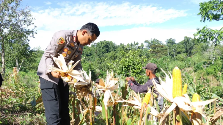 Panen Raya Jagung Polres Kaimana Dukung Ketahanan Pangan Daerah