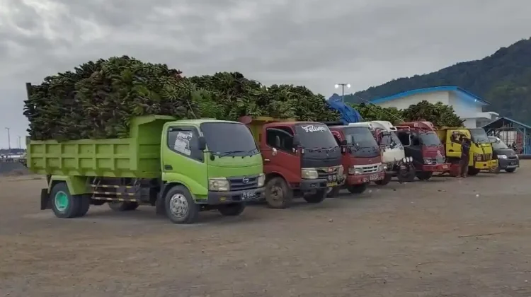 Permintaan Pisang Timika Capai 60 Ton, Petani Kaimana Kewalahan Penuhi Pasokan