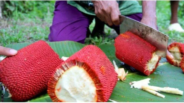 Delapan Manfaat Buah Merah yang Menakjubkan dari Papua