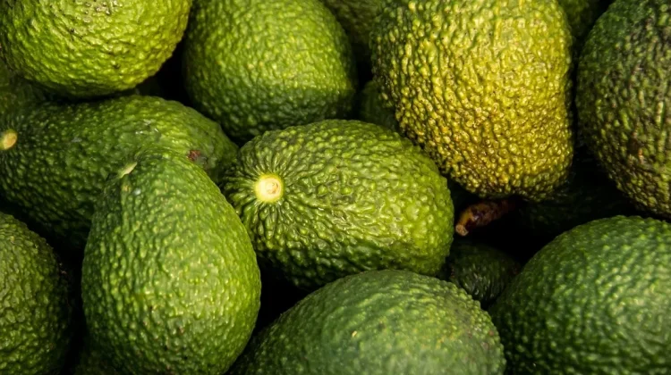 Manfaat Sehat dari Mengonsumsi Buah Alpukat
