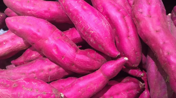 Kaya Antioksidan dan Nutrisi, Ini Khasiat Ubi Ungu Bagi Kesehatan