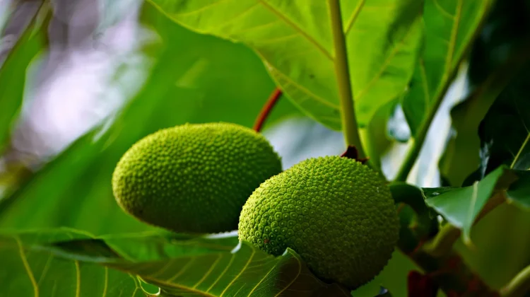 Kaya Nutrisi dan Bebas Gluten: Ini Manfaat Buah Sukun bagi Kesehatan