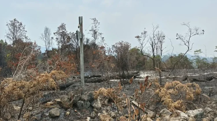 BPBD Kaimana Ungkap Kendala Padamkan Api di tengah Hutan Kensi & Eregara