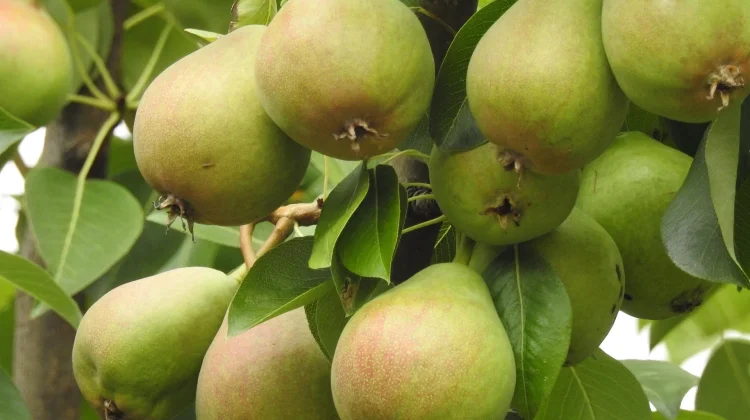 Manfaat di Balik Manisnya Buah Pir