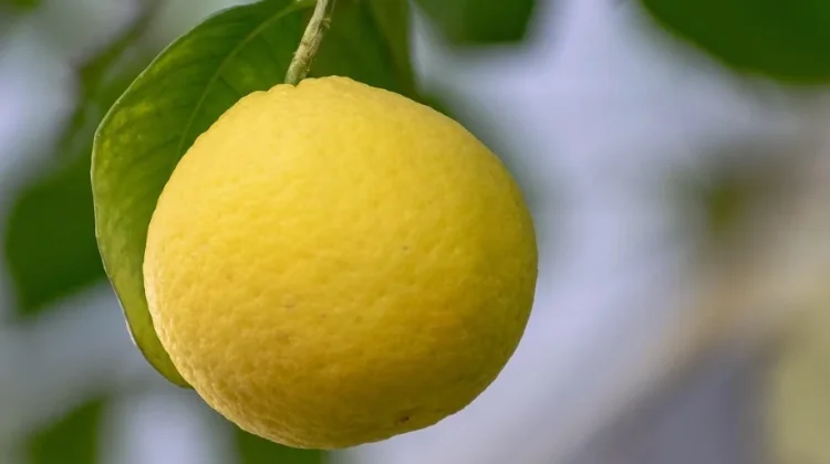 Tips Memilih Lemon Segar dan Berkualitas Baik di Pasar