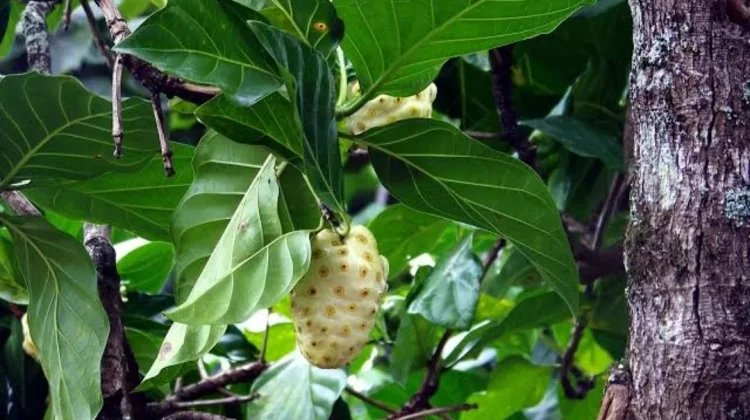 Manfaat Daun Mengkudu yang Baik untuk Kesehatan