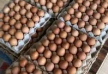 Harga Telur Kaimana Stabil jelang Idulfitri 1447 Hijriah