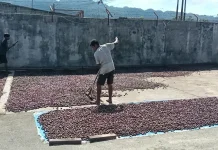 Udin Pala Dorong Petani Tingkatkan Mutu Hasil Pala