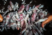 Kenali Perbedaan Sotong dan Cumi-cumi?