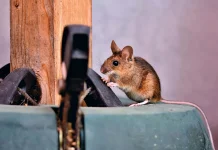 Cara Membasmi Tikus Rumah dengan Bahan Alami