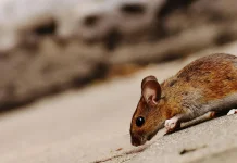 Ancaman di Balik Hama Tikus bagi Manusia