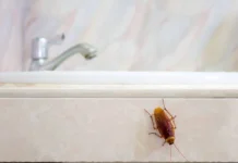 Enam Cara Ampuh Mengusir Kecoak di Kamar Mandi