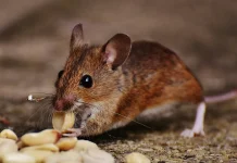Apakah Makanan yang Digigit Tikus Masih Bisa Dimakan