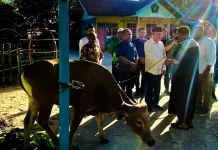 Bupati Kaimana Serahkan Tiga Puluh Tiga Hewan Kurban