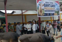 Dua Masjid Kaimana Terima Sapi Kurban Presiden Prabowo