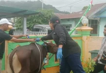 Tiga Puluh Lima Hewan Kurban, Sehat dan layak dikonsumsi