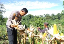 Panen Raya Jagung Polres Kaimana Dukung Ketahanan Pangan Daerah