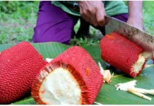 Delapan Manfaat Buah Merah yang Menakjubkan dari Papua