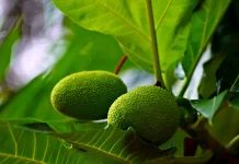 Kaya Nutrisi dan Bebas Gluten: Ini Manfaat Buah Sukun bagi Kesehatan