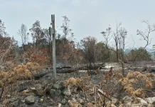 BPBD Kaimana Ungkap Kendala Padamkan Api di tengah Hutan Kensi