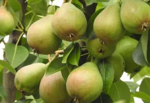 Manfaat di Balik Manisnya Buah Pir