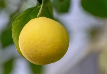 Tips Memilih Lemon Segar dan Berkualitas Baik di Pasar
