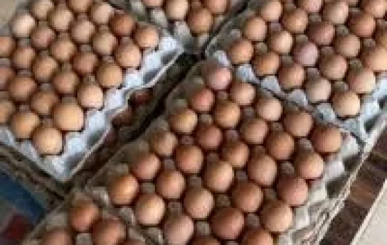 Harga Telur Kaimana Stabil jelang Idulfitri 1447 Hijriah