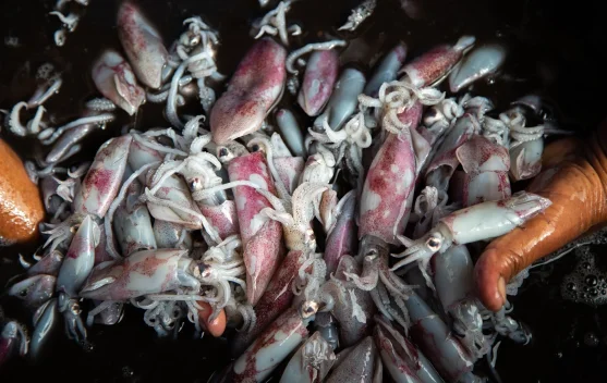 Kenali Perbedaan Sotong dan Cumi-cumi?