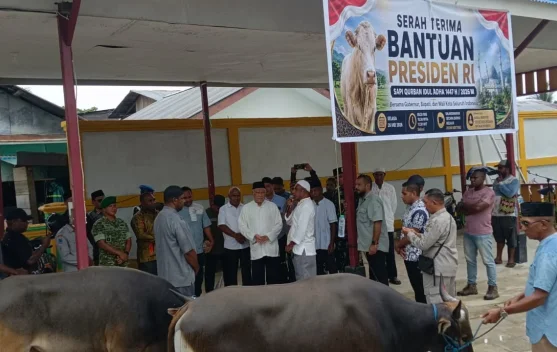 Dua Masjid Kaimana Terima Sapi Kurban Presiden Prabowo